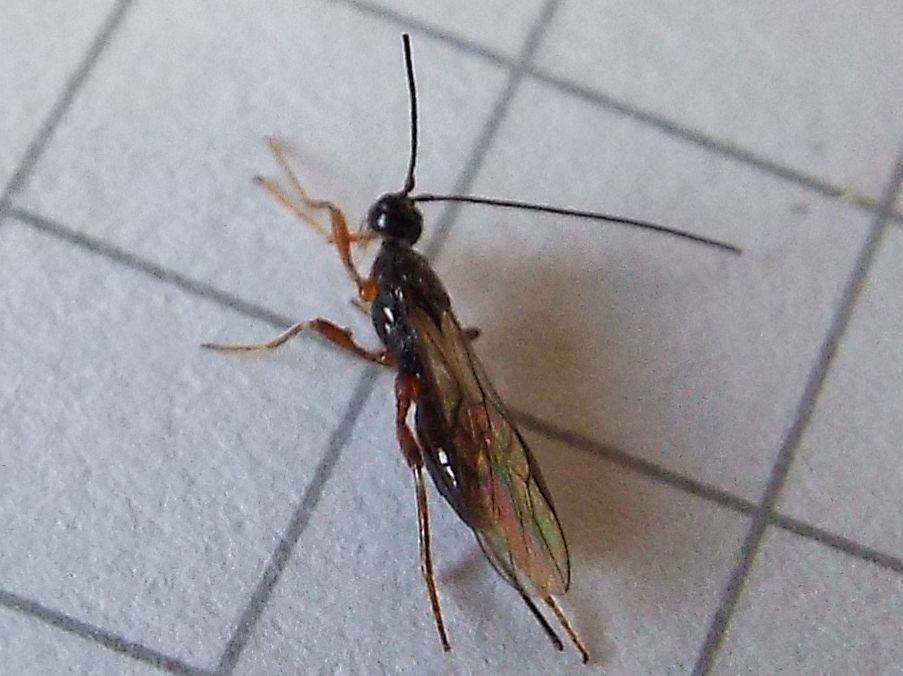 Braconidae